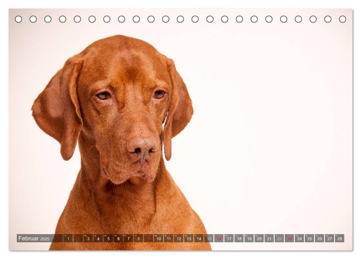 Bild: 9783435501885 | Der Vizsla 2025 (Tischkalender 2025 DIN A5 quer), CALVENDO...