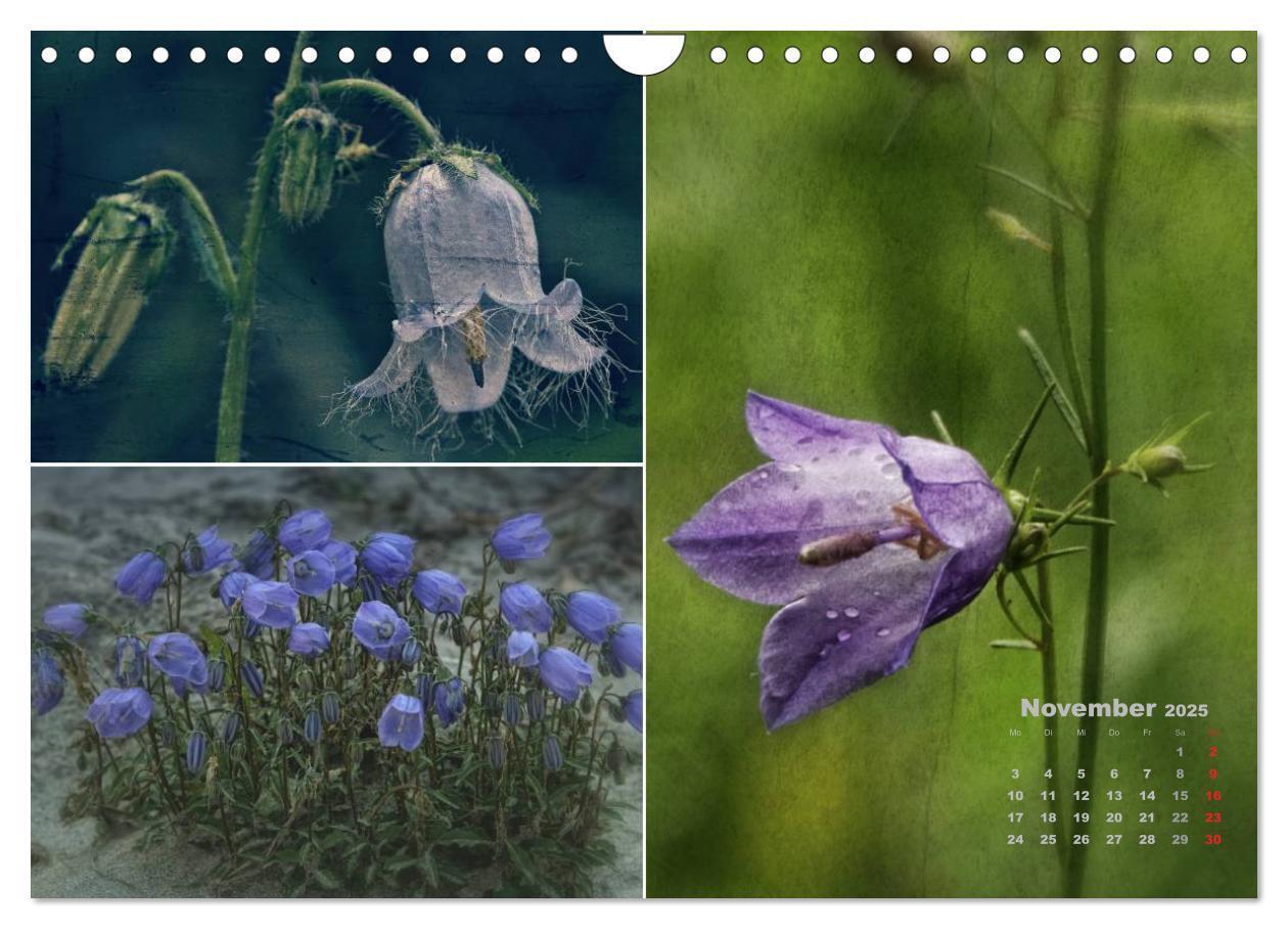 Bild: 9783435612406 | Blumenreise 2025 (Wandkalender 2025 DIN A4 quer), CALVENDO...