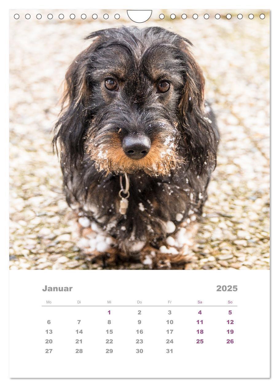 Bild: 9783435892846 | Dackel(augen)blicke (Wandkalender 2025 DIN A4 hoch), CALVENDO...