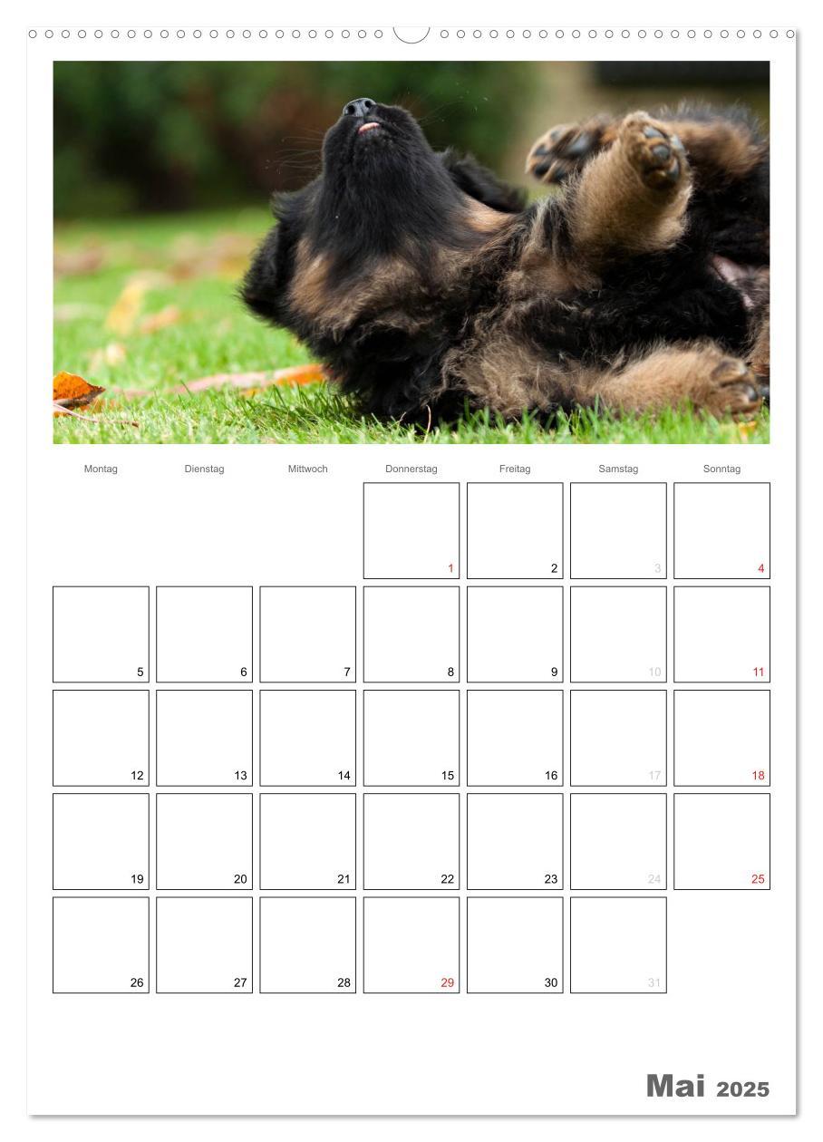 Bild: 9783457066225 | Deutscher Schäferhund - Welpen, Planer (Wandkalender 2025 DIN A2...