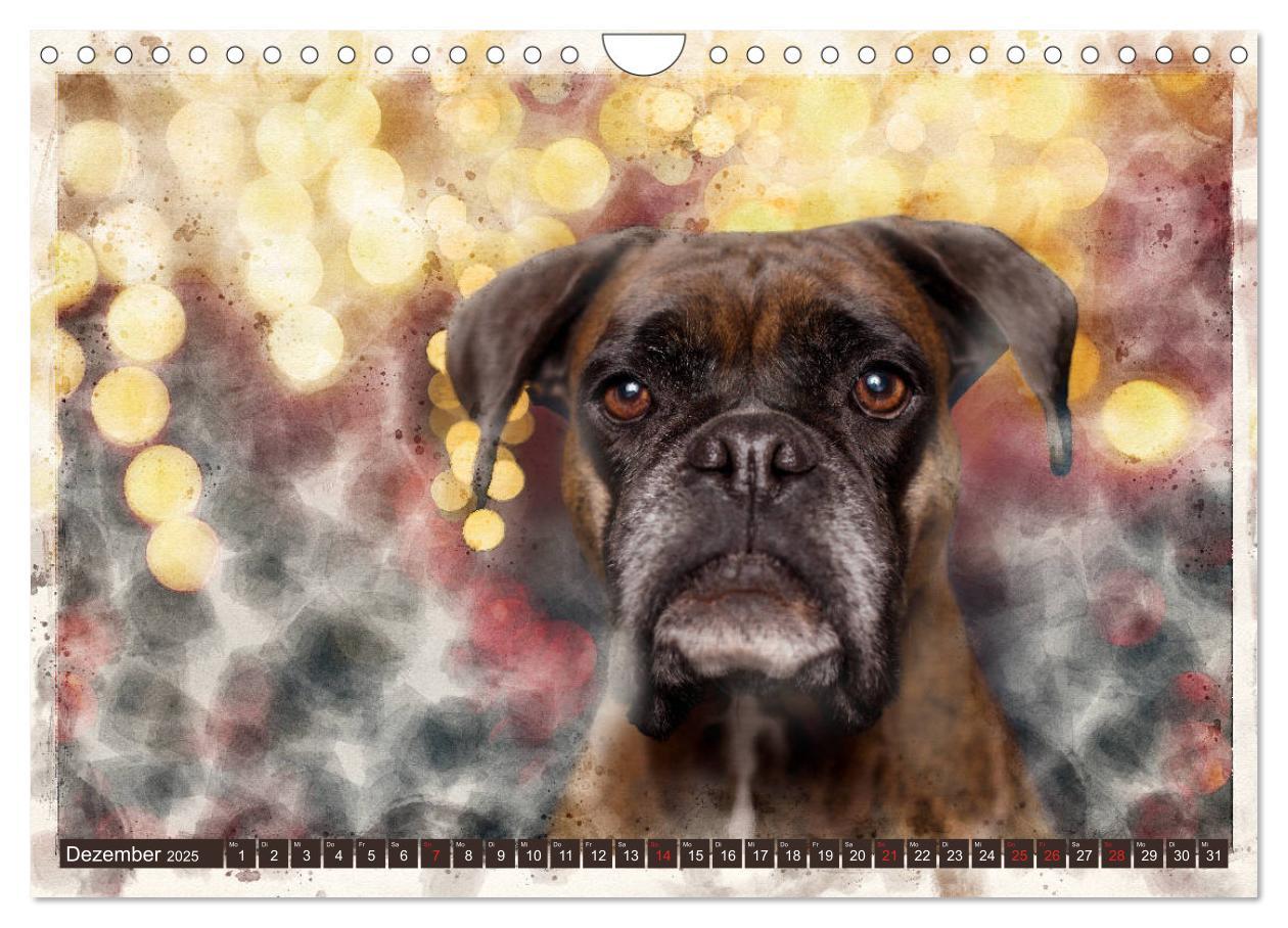 Bild: 9783435134700 | Boxer Photo&amp;Kunst (Wandkalender 2025 DIN A4 quer), CALVENDO...