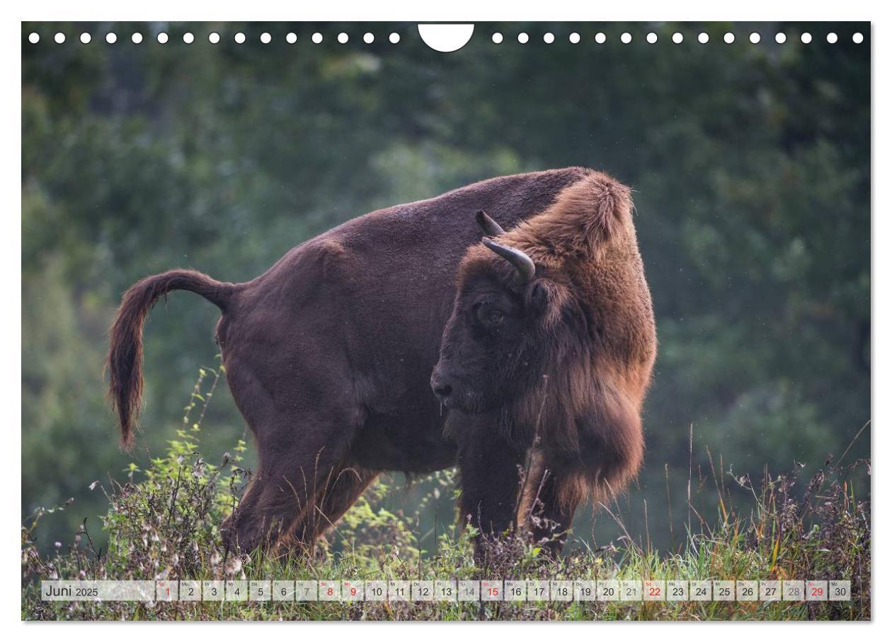 Bild: 9783435616510 | Emotionale Momente: Der Wisent. (Wandkalender 2025 DIN A4 quer),...