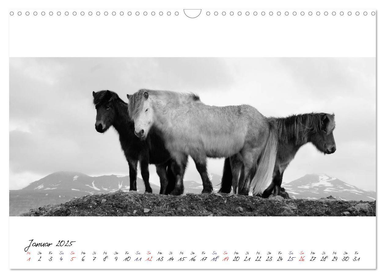 Bild: 9783435762798 | Islandpferde von Brimilsvellir (Wandkalender 2025 DIN A3 quer),...