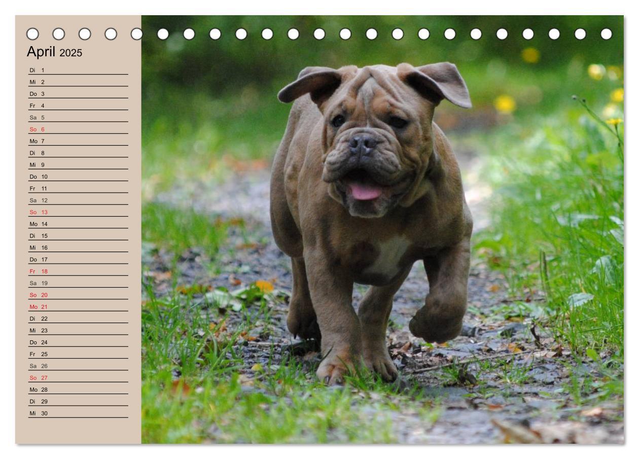 Bild: 9783435533602 | Bulldoggen-Kinder (Tischkalender 2025 DIN A5 quer), CALVENDO...