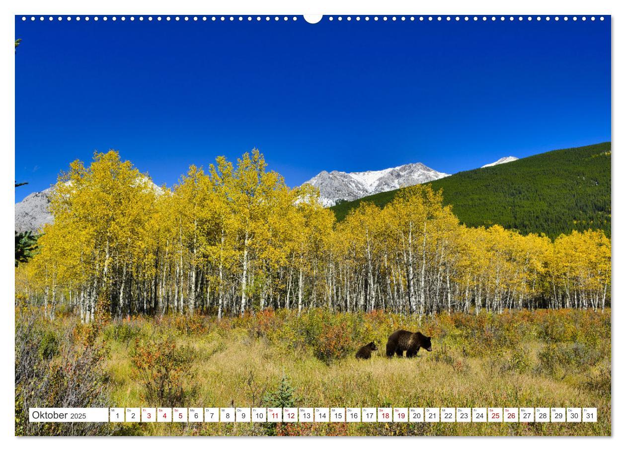 Bild: 9783383887390 | KANADA - Die Bären der Rocky Mountains (Wandkalender 2025 DIN A2...