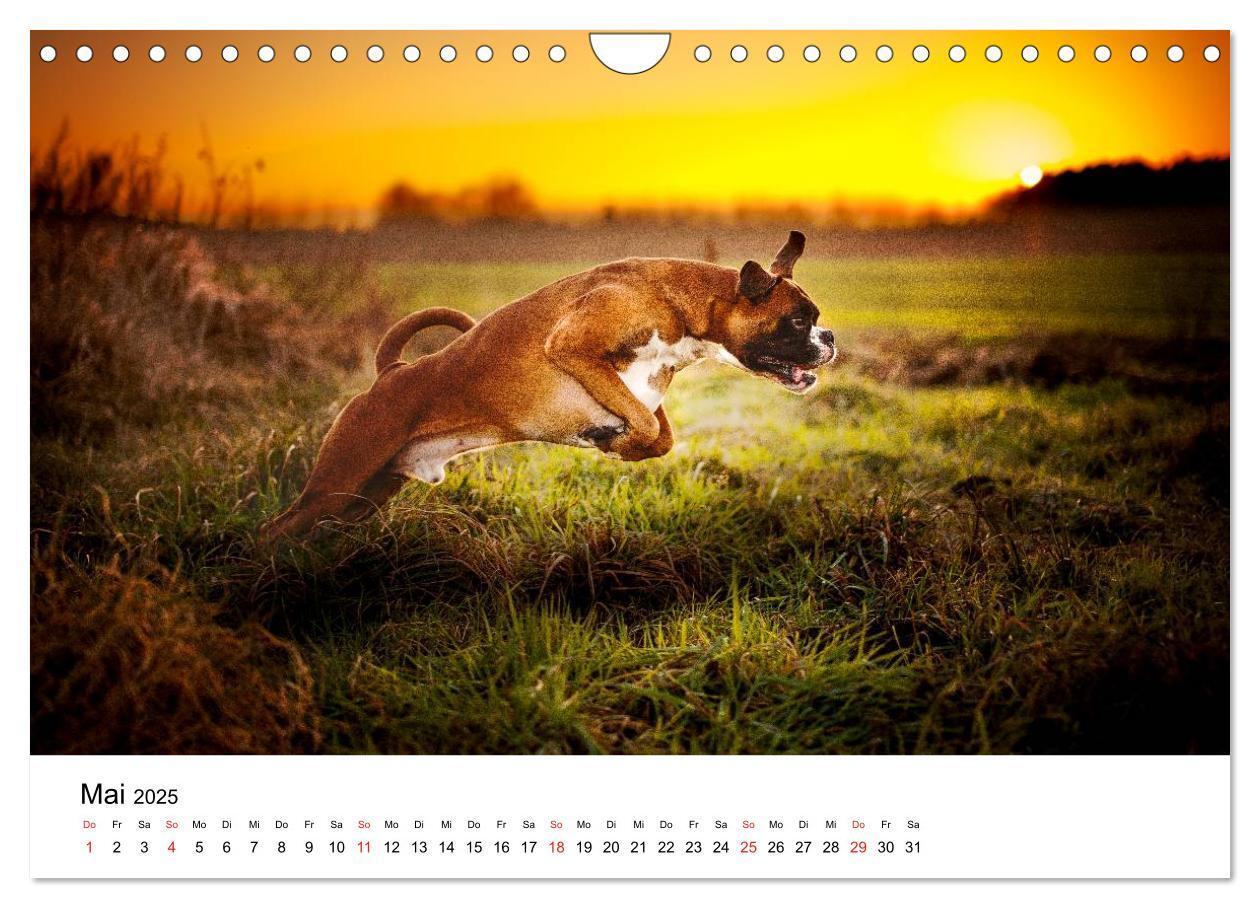 Bild: 9783435614523 | Deutscher Boxer (Wandkalender 2025 DIN A4 quer), CALVENDO...