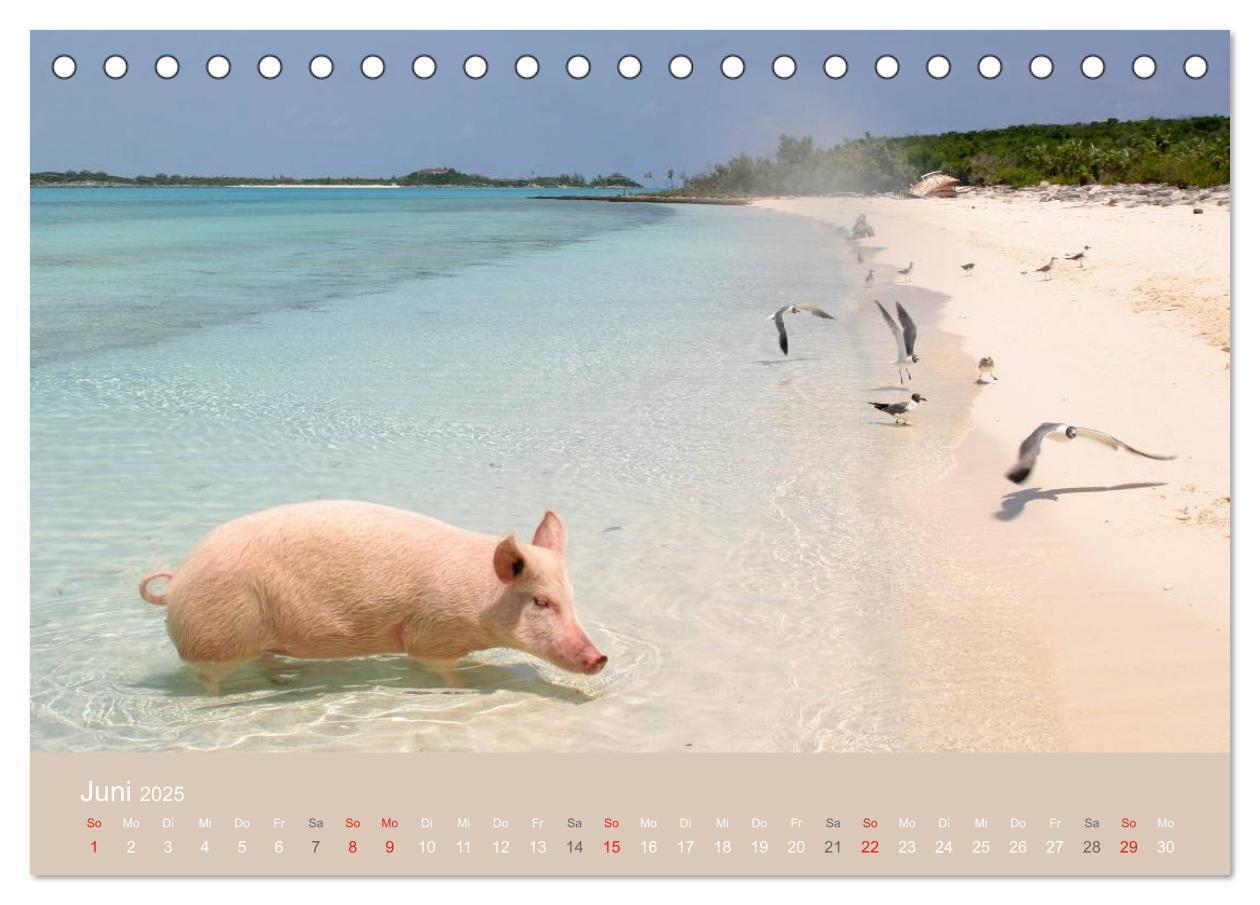 Bild: 9783435738816 | Schwimmende Schweine auf den Bahamas! (Tischkalender 2025 DIN A5...