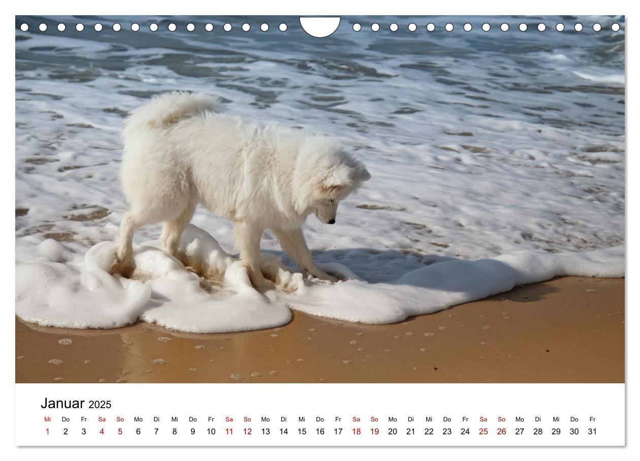 Bild: 9783435014439 | Ein Samojede am Meer (Wandkalender 2025 DIN A4 quer), CALVENDO...