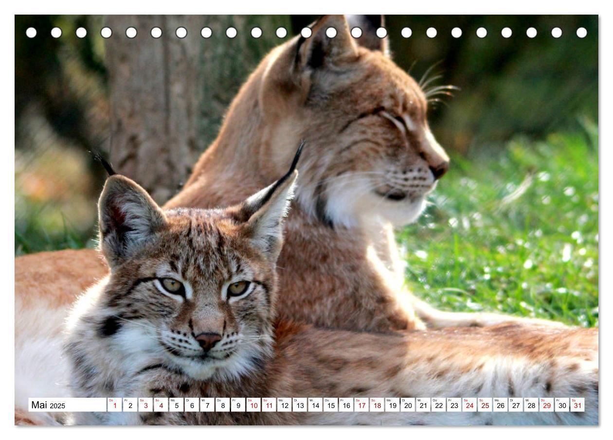 Bild: 9783435419715 | Familie Luchs - Die Jäger mit dem Pinselohr (Tischkalender 2025 DIN...