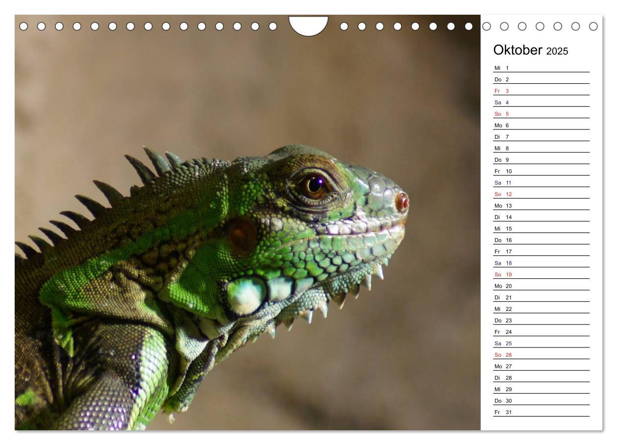 Bild: 9783435816941 | Faszinierende Tierportraits (Wandkalender 2025 DIN A4 quer),...