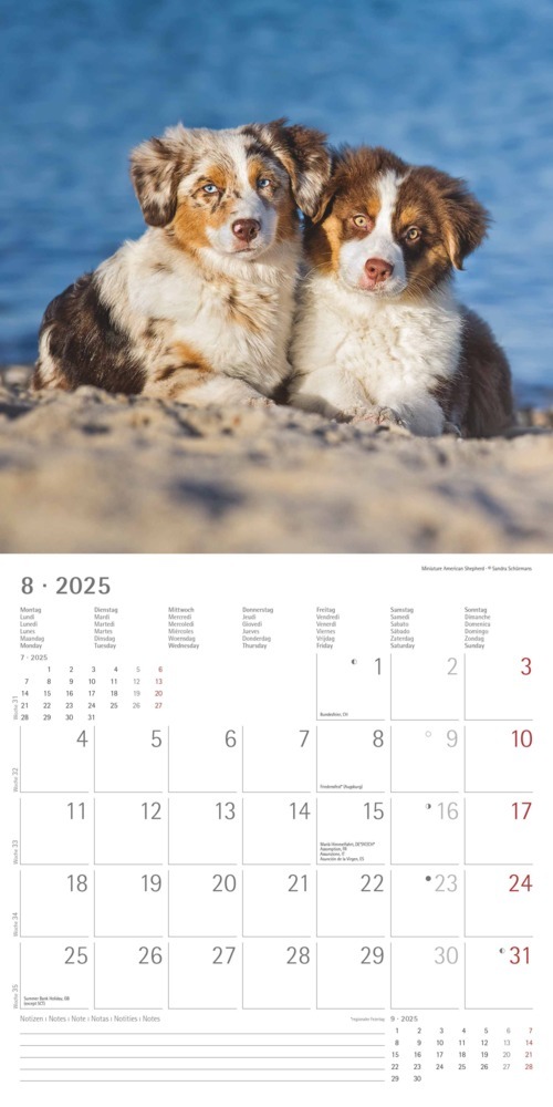 Bild: 4251732340667 | Alpha Edition - Welpen 2025 Broschürenkalender, 30x30cm,...