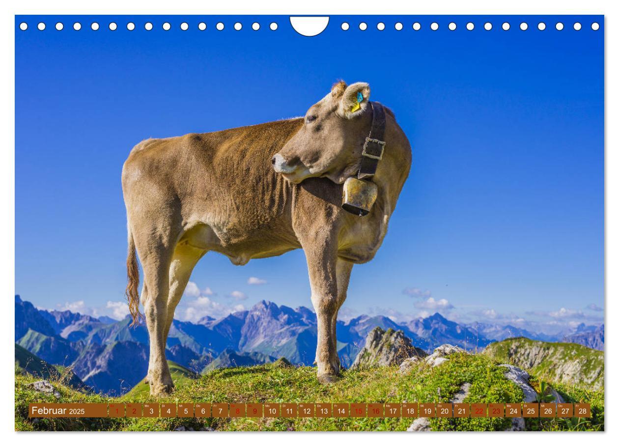 Bild: 9783435347865 | Allgäuer Schönheiten Allgäu - Land der Kühe (Wandkalender 2025 DIN...