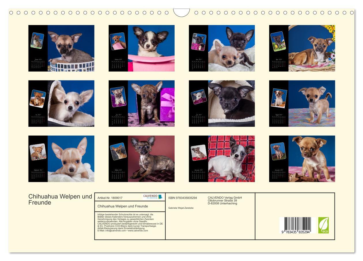 Bild: 9783435835294 | Chihuahua Welpen und Freunde (Wandkalender 2025 DIN A3 quer),...