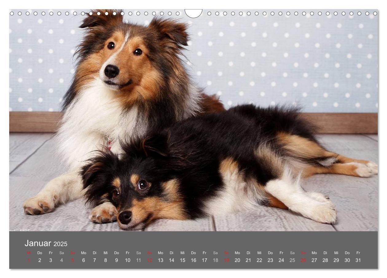 Bild: 9783435731756 | Shelties : Charmeure auf 4 Pfoten (Wandkalender 2025 DIN A3 quer),...