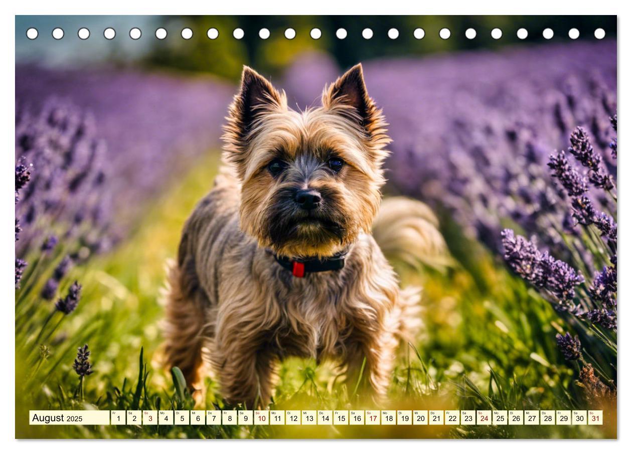 Bild: 9783435420742 | Cairn Terrier - lustiges Raubein aus Schottland (Tischkalender 2025...