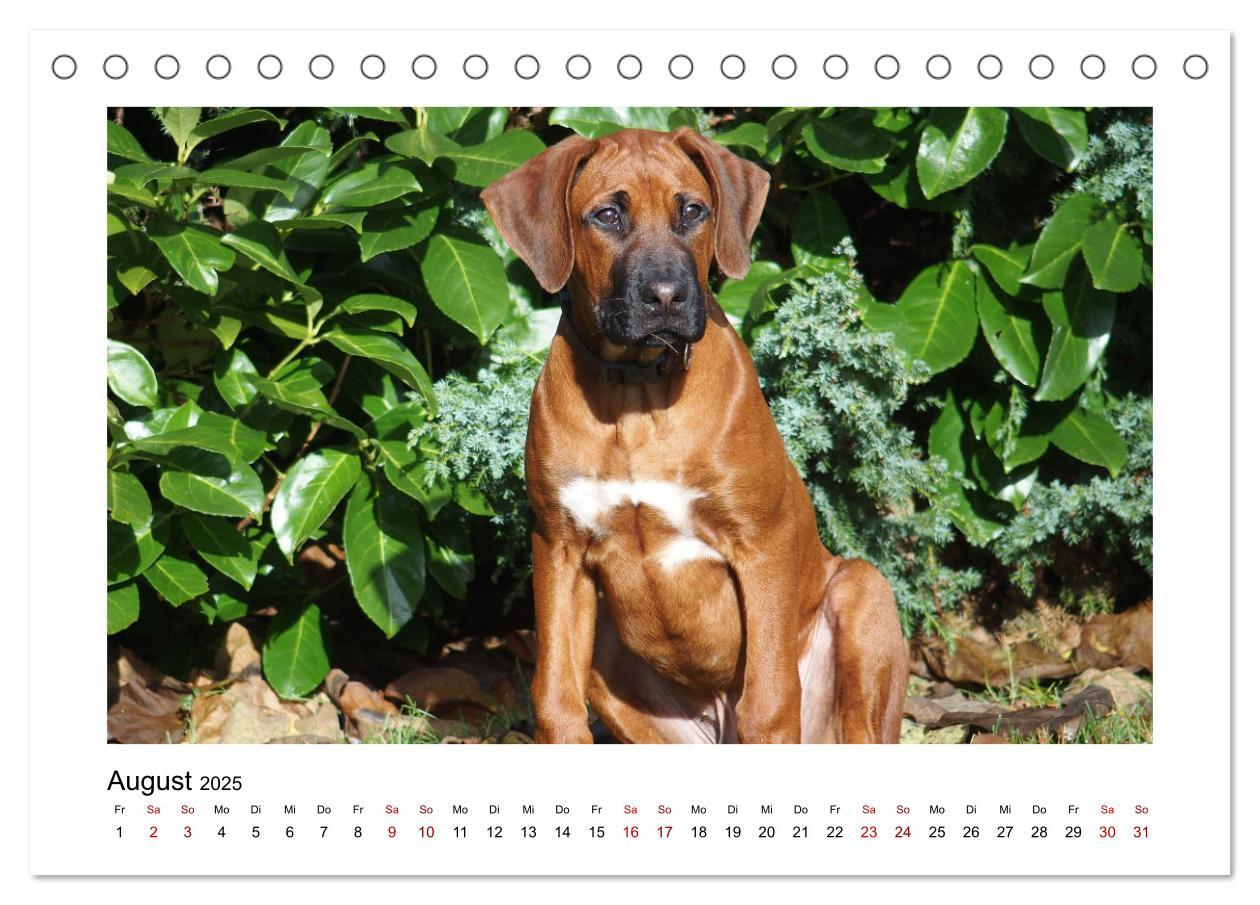 Bild: 9783383983535 | Rhodesian Ridgeback - Charmanter Dickkopf aus Afrika (Tischkalender...