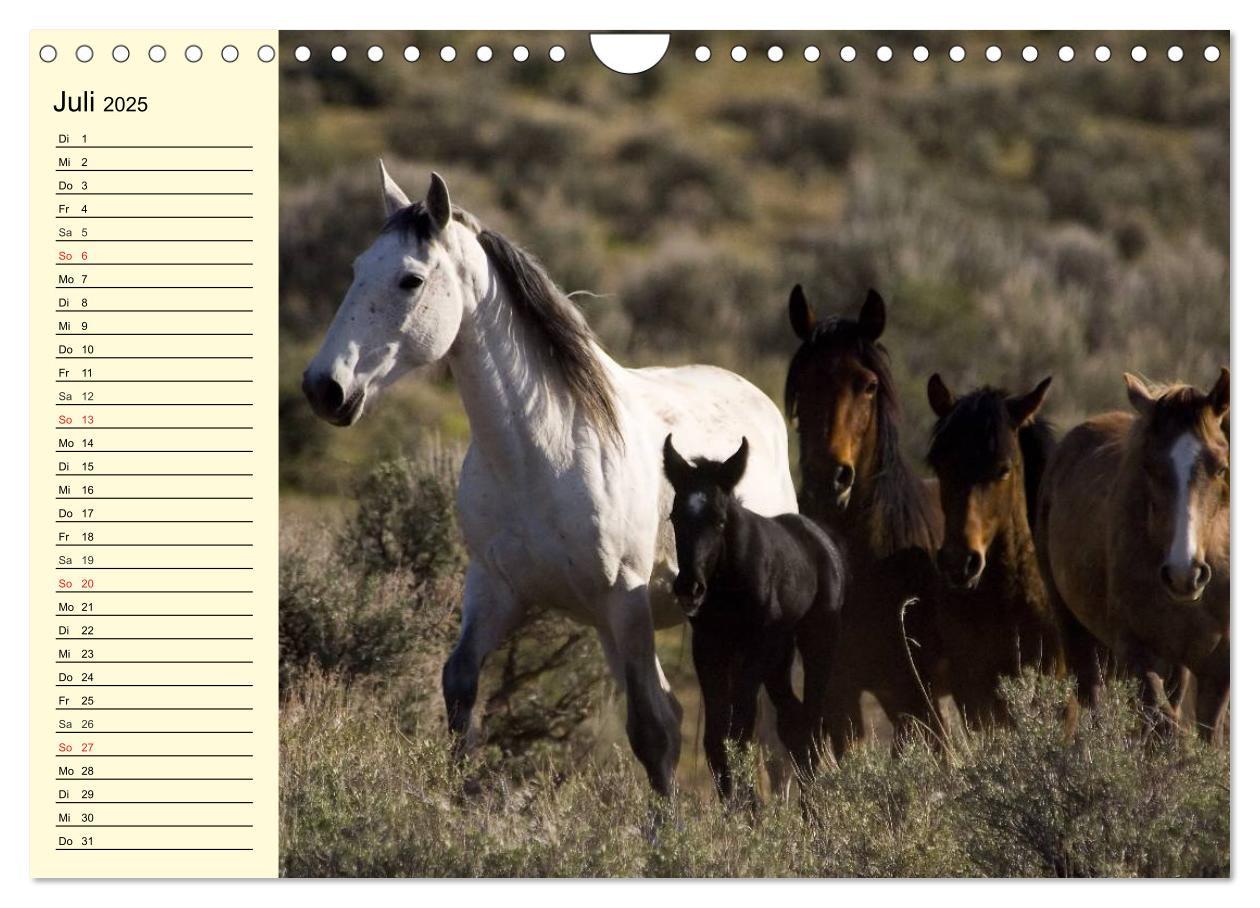 Bild: 9783435529780 | Wilde Pferde. Mustangs in USA (Wandkalender 2025 DIN A4 quer),...