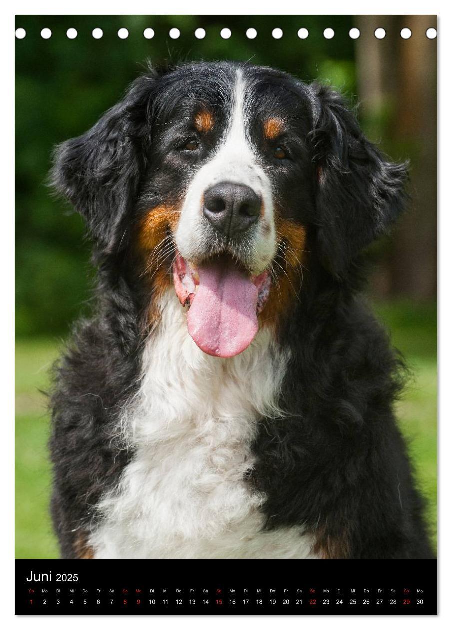 Bild: 9783457068489 | Berner Sennenhund 2025 (Tischkalender 2025 DIN A5 hoch), CALVENDO...