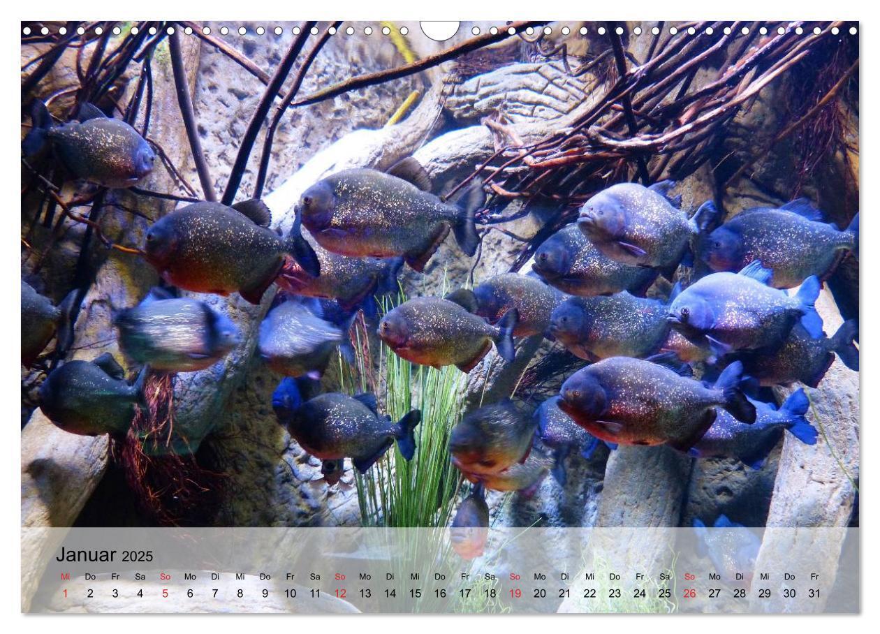 Bild: 9783435590445 | Knallbunte Wasserwelt. Die Welt der Fische (Wandkalender 2025 DIN...