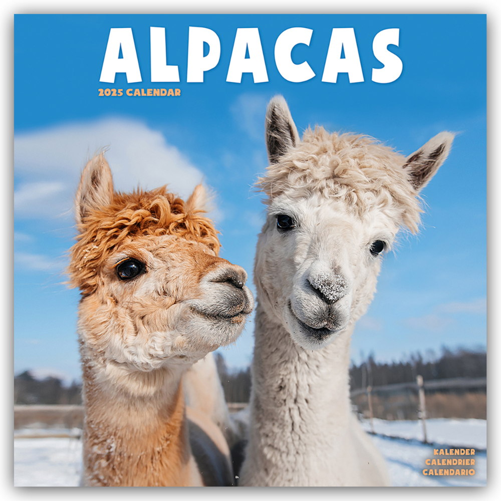 Cover: 9781804604175 | Alpacas - Alpakas 2025 - 16-Monatskalender | Avonside Publishing Ltd