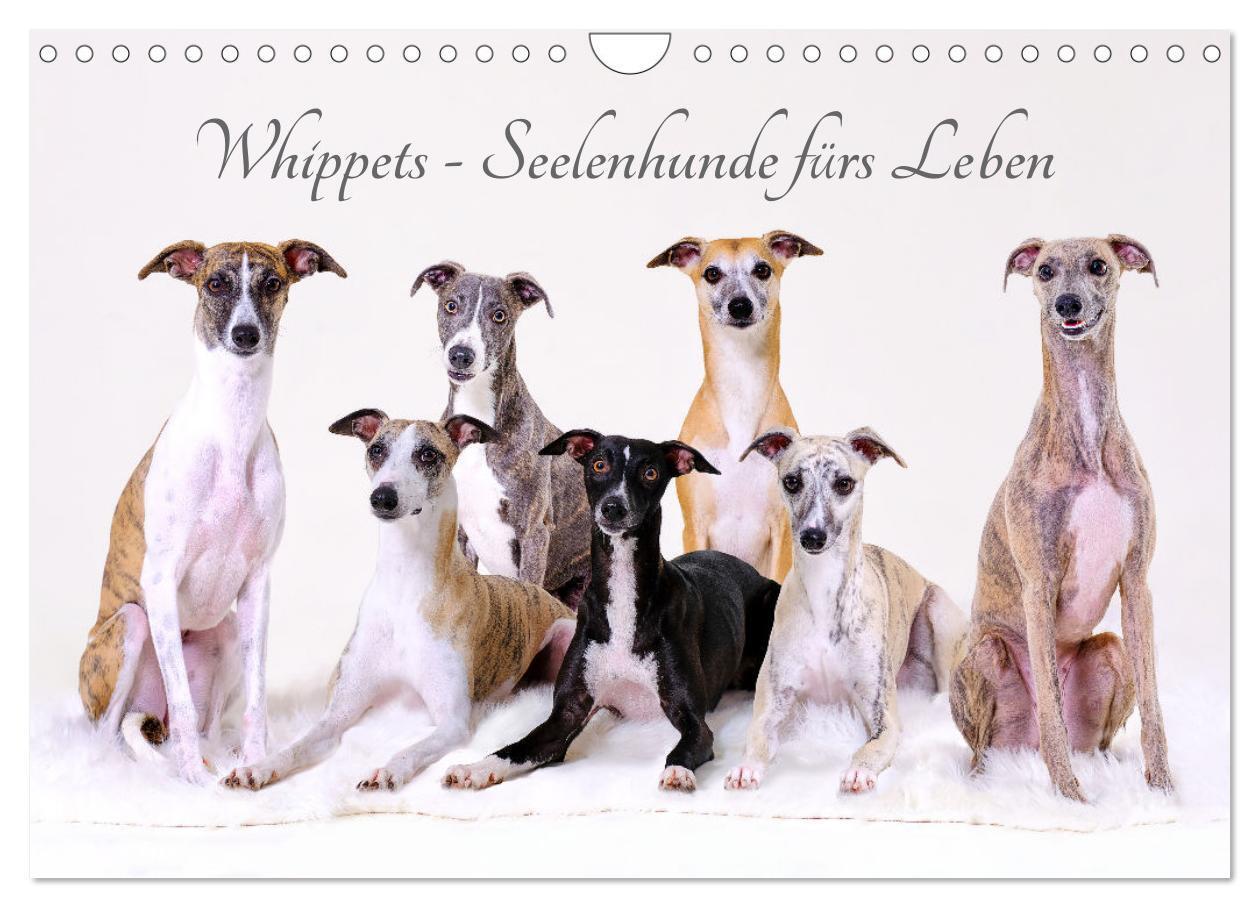 Cover: 9783383857133 | Whippets - Seelenhunde fürs Leben (Wandkalender 2025 DIN A4 quer),...