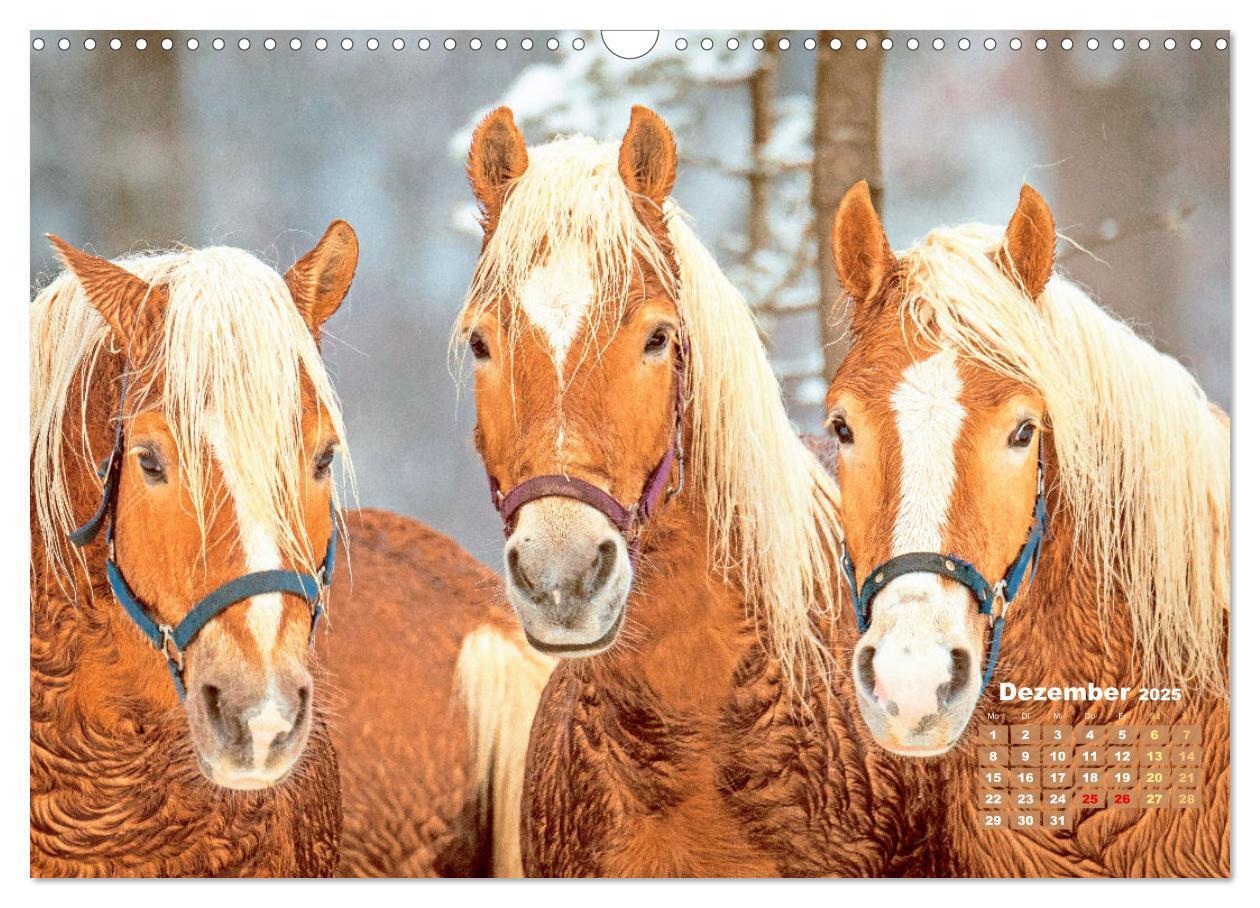 Bild: 9783457184998 | Haflinger: Die blonden Pferde von der Alm (Wandkalender 2025 DIN A3...