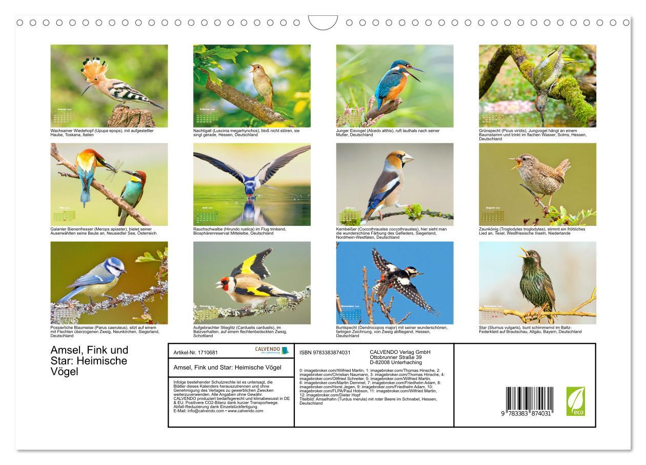 Bild: 9783383874031 | Amsel, Fink und Star: Heimische Vögel (Wandkalender 2025 DIN A3...