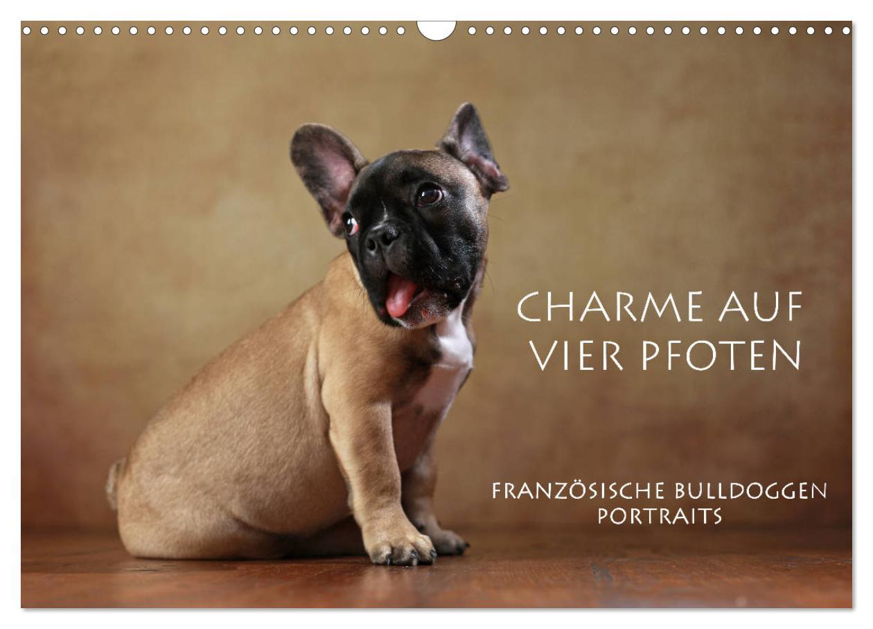 Cover: 9783435434855 | Charme auf vier Pfoten - Französische Bulldoggen Portraits...