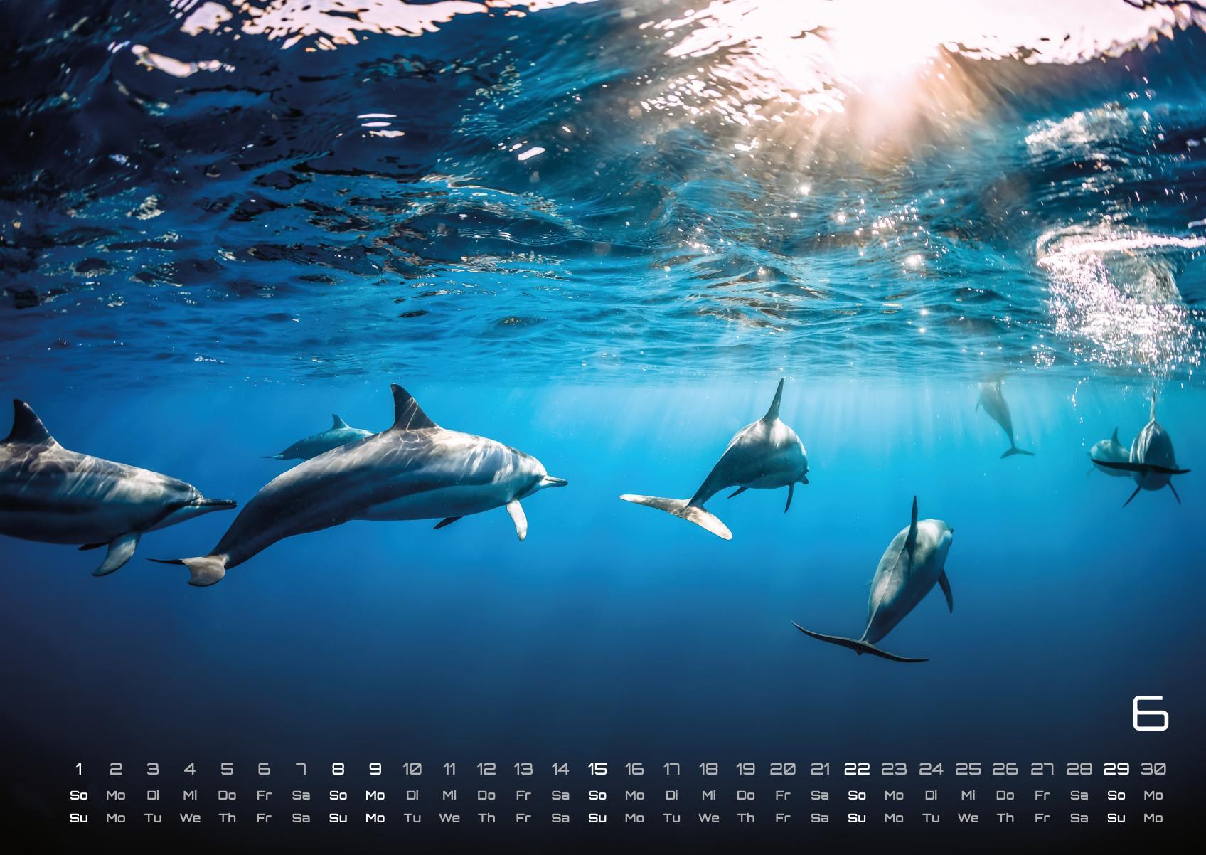 Bild: 9783986734299 | Sealife - verborgene Tiefen - 2025 - Kalender DIN A2 | GP-Fever. de