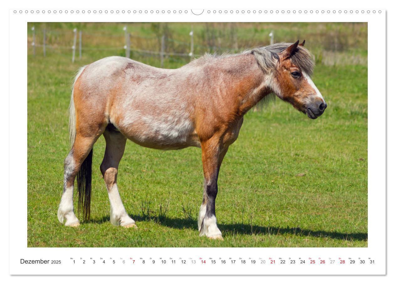 Bild: 9783435689996 | Der Pferdekalender (hochwertiger Premium Wandkalender 2025 DIN A2...