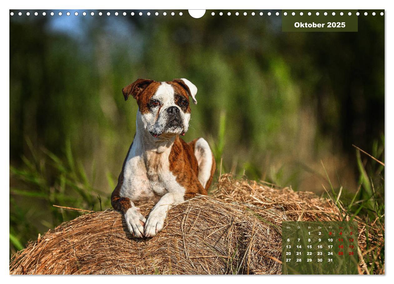 Bild: 9783435110667 | Boxer Frech und fröhlich durch das Jahr (Wandkalender 2025 DIN A3...