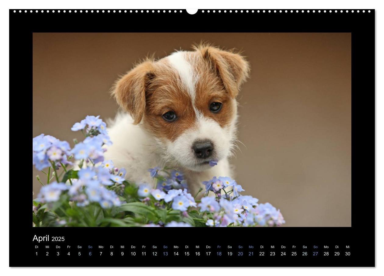 Bild: 9783435640744 | Allerlei Hundekinder (Wandkalender 2025 DIN A2 quer), CALVENDO...