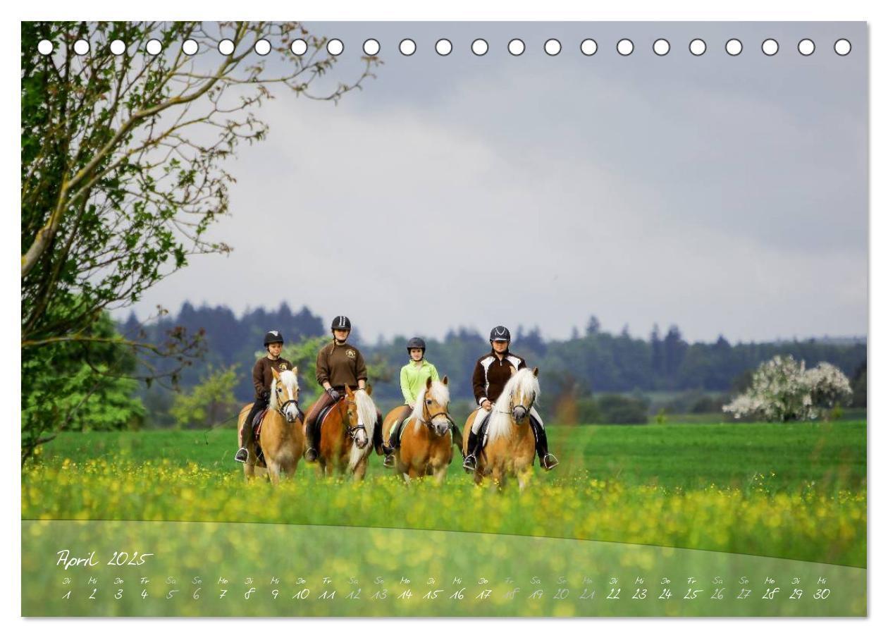 Bild: 9783435504121 | Haflinger-Pferde in Reinzucht (Tischkalender 2025 DIN A5 quer),...