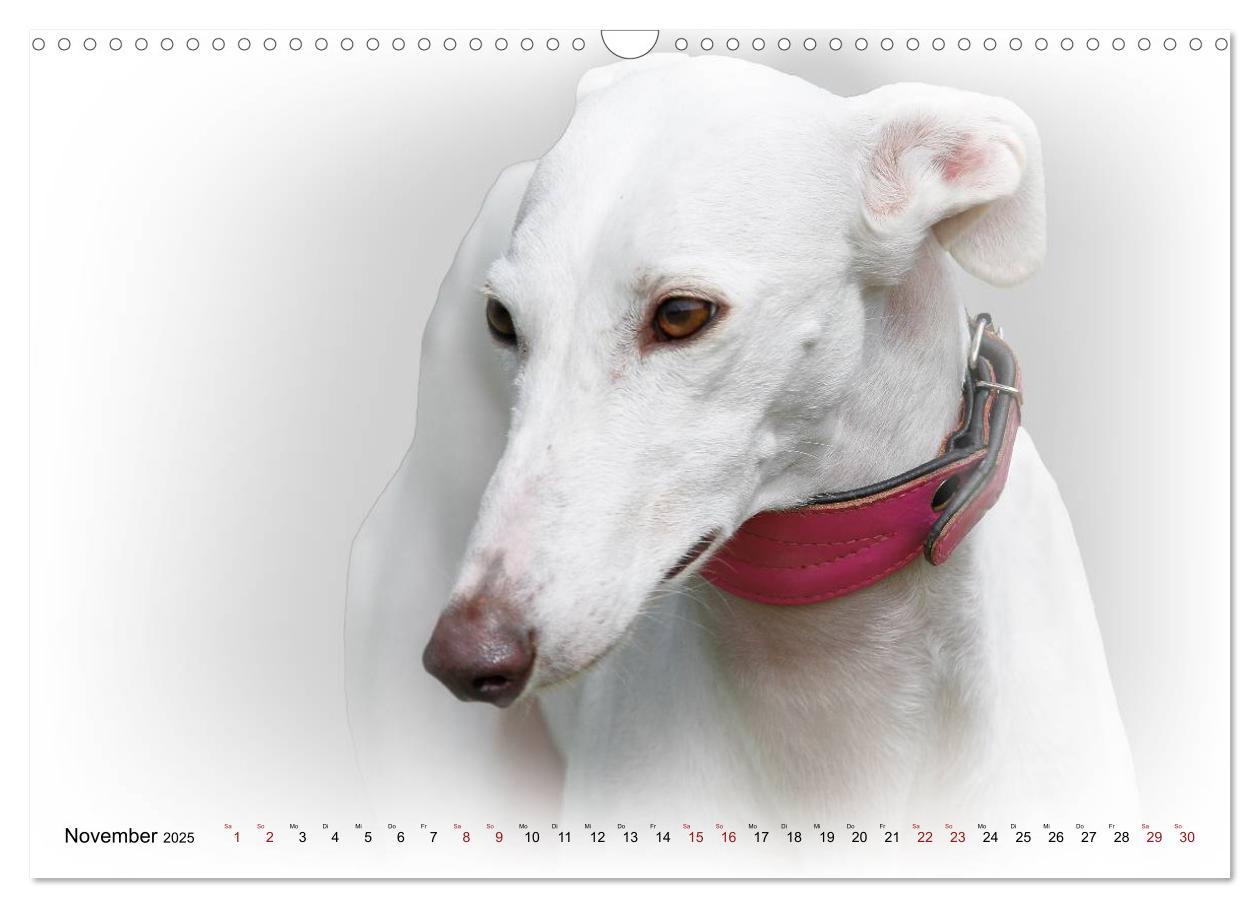 Bild: 9783383823978 | Windhund Portrait 2025 White Edition (Wandkalender 2025 DIN A3...