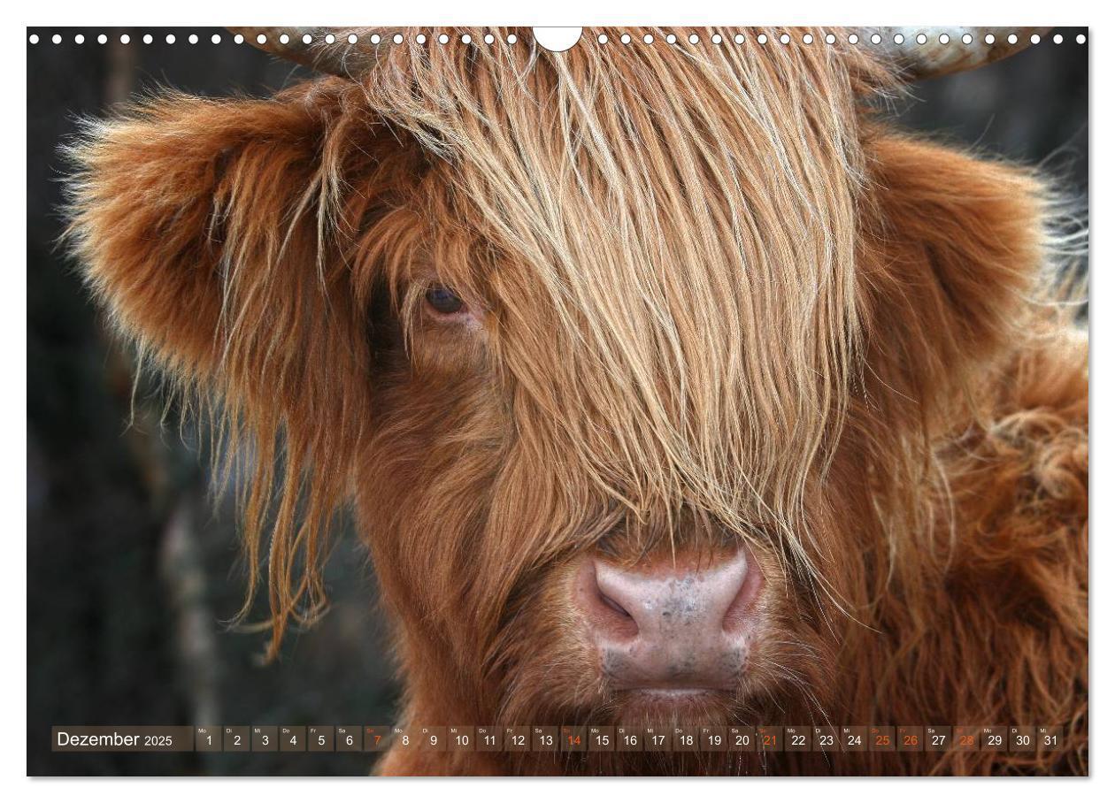 Bild: 9783435731145 | Schottische Hochlandrinder - Highland Cattle im Portrait...