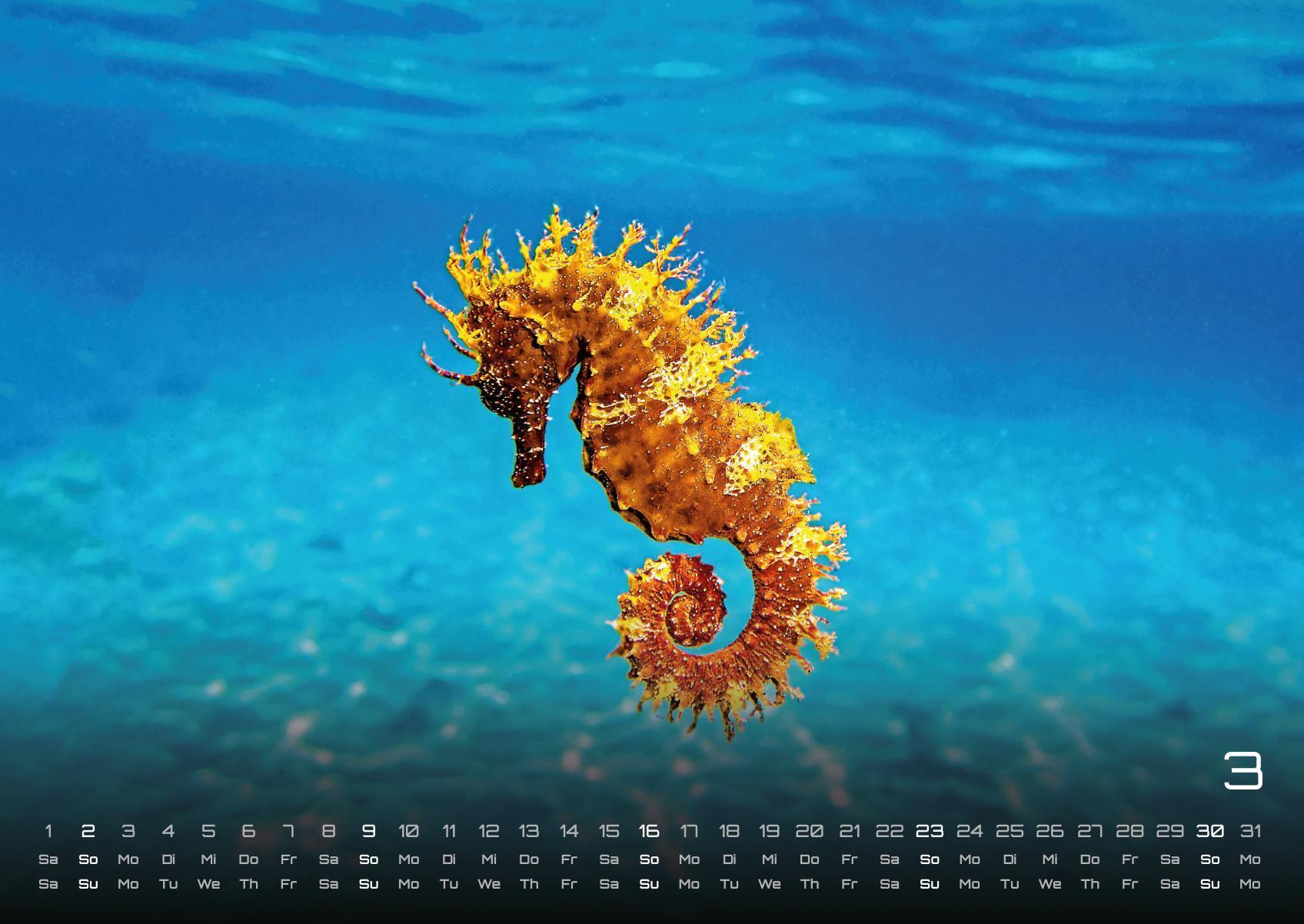 Bild: 9783986734299 | Sealife - verborgene Tiefen - 2025 - Kalender DIN A2 | GP-Fever. de