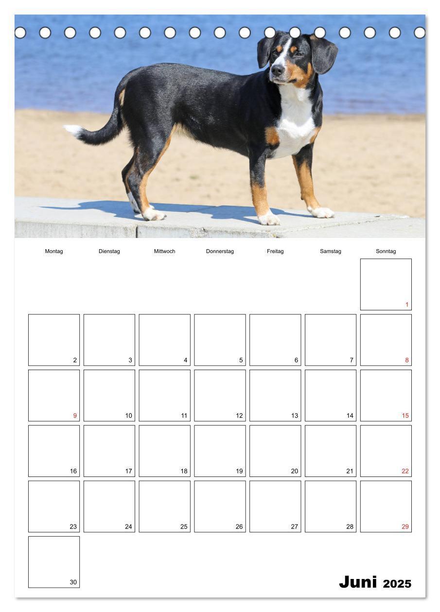 Bild: 9783457025314 | Entlebucher Sennenhunde begleiten Sie durch das Jahr (Tischkalender...