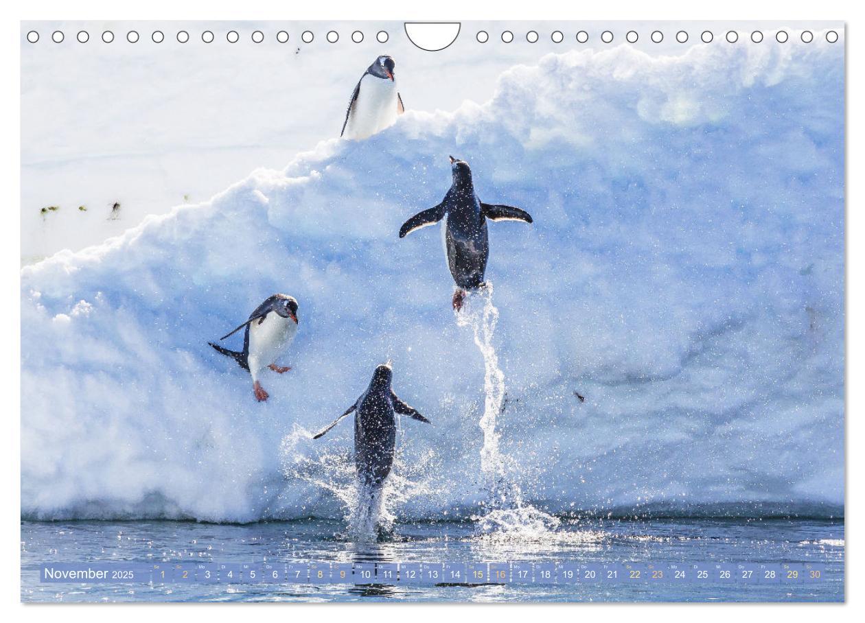 Bild: 9783457197929 | Pinguine: Gehupft wie gesprungen (Wandkalender 2025 DIN A4 quer),...