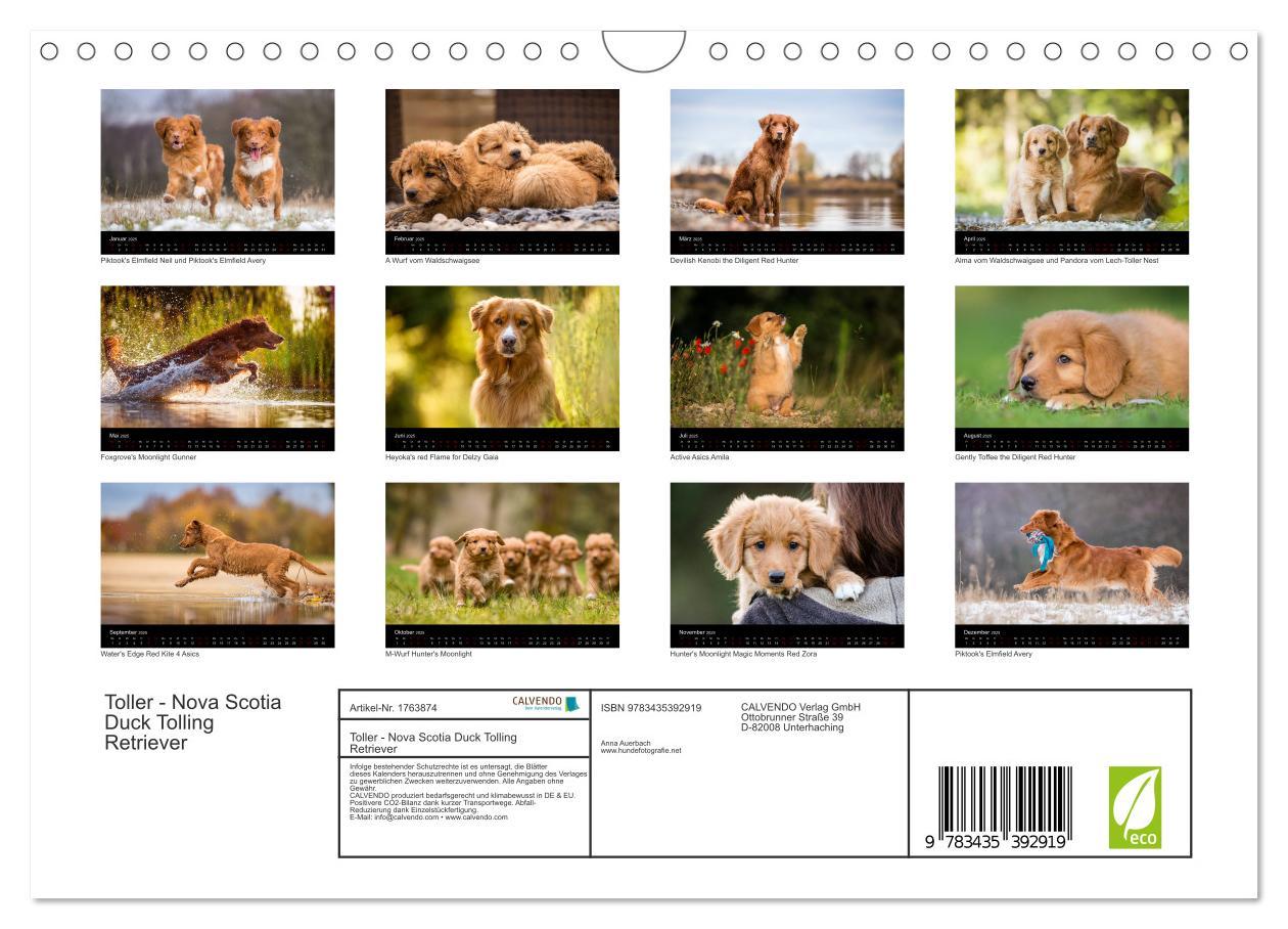 Bild: 9783435392919 | Toller - Nova Scotia Duck Tolling Retriever (Wandkalender 2025 DIN...