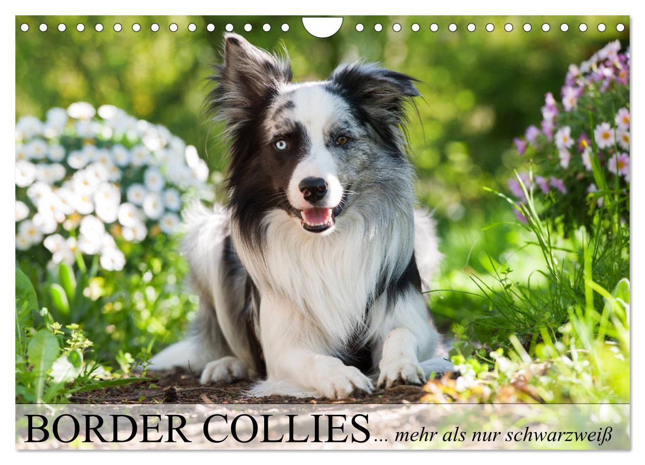 Cover: 9783435442522 | Border Collies - nicht nur schwarzweiß (Wandkalender 2025 DIN A4...