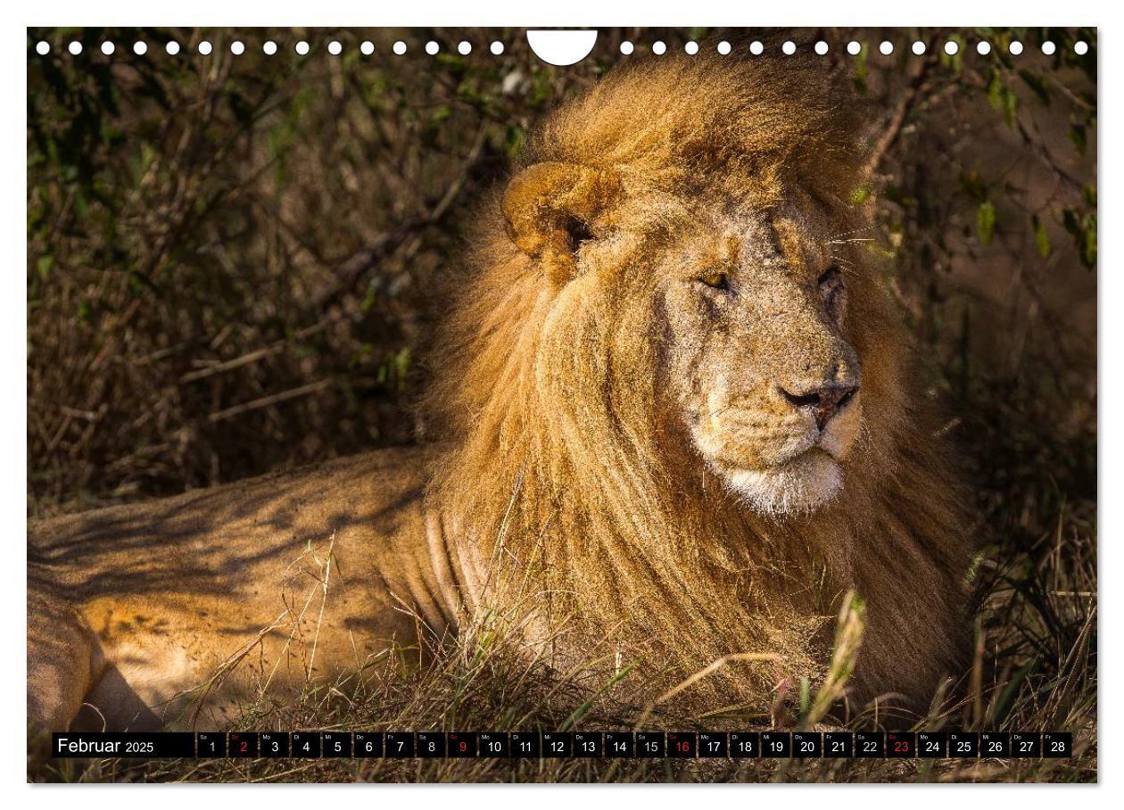 Bild: 9783435676941 | Masai Mara 2025 (Wandkalender 2025 DIN A4 quer), CALVENDO...