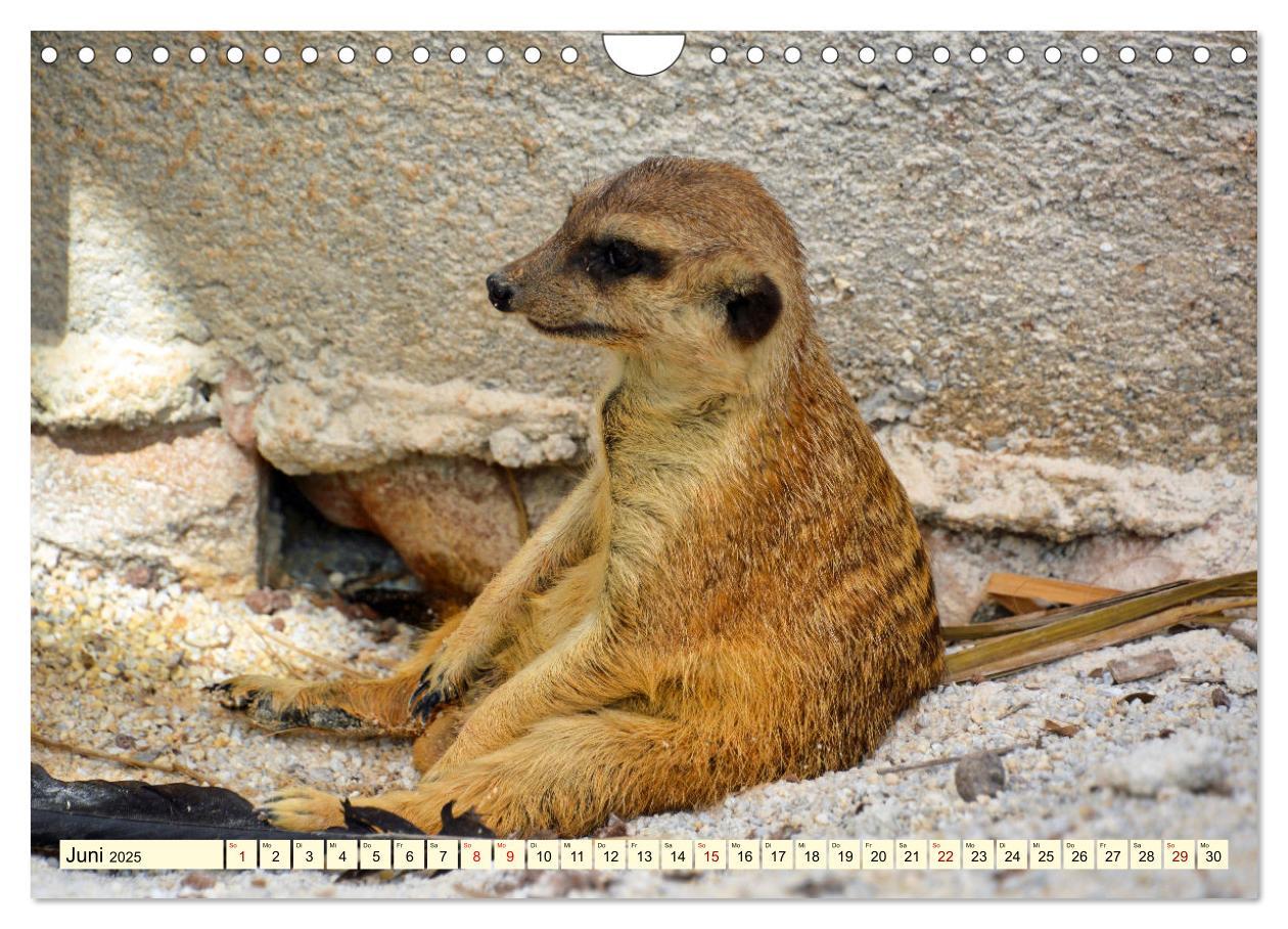 Bild: 9783383953965 | Goldige Erdmännchen (Wandkalender 2025 DIN A4 quer), CALVENDO...