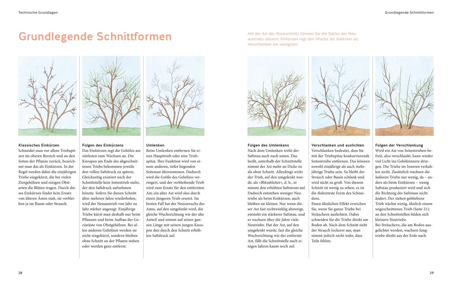 Bild: 9783833863523 | Pflanzenschnitt | So einfach geht's | Hansjörg Haas | Buch | 168 S.