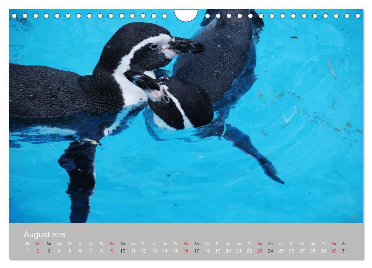 Bild: 9783435790371 | Pinguine 2025 (Wandkalender 2025 DIN A4 quer), CALVENDO Monatskalender