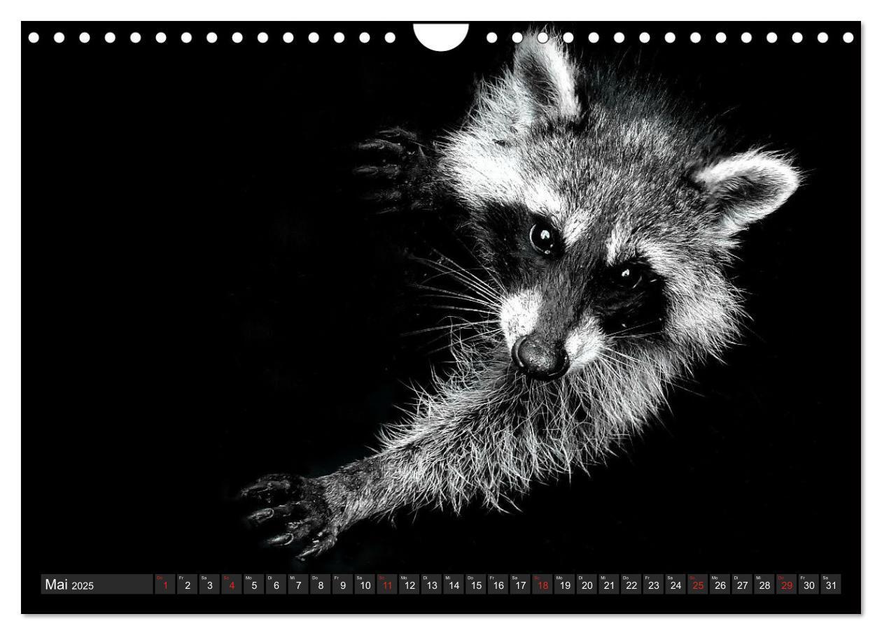 Bild: 9783435229642 | Besuch vom Waschbär (Wandkalender 2025 DIN A4 quer), CALVENDO...