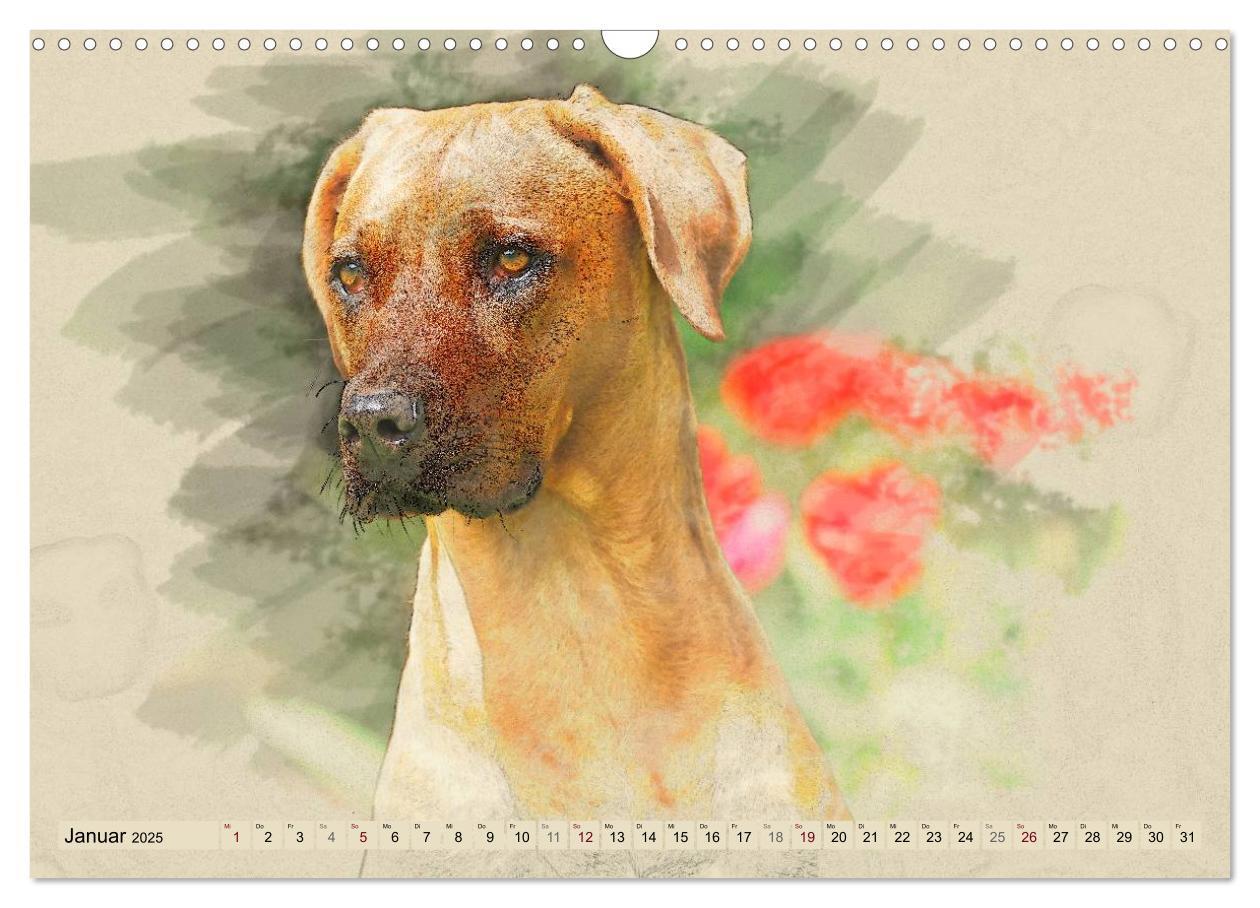 Bild: 9783435705191 | Rhodesian Ridgeback 2025 (Wandkalender 2025 DIN A3 quer), CALVENDO...