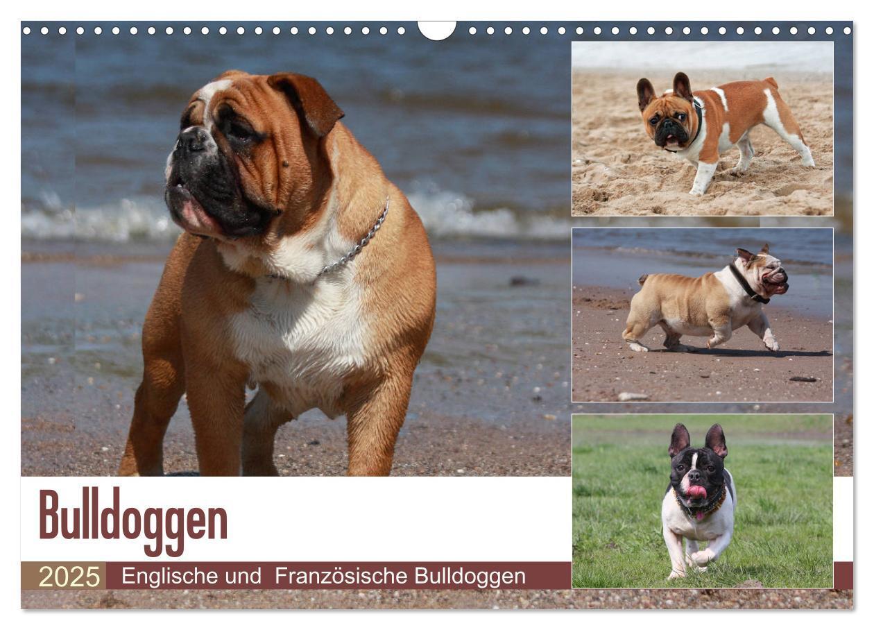 Cover: 9783435385805 | Bulldoggen - Englische und Französische Bulldoggen (Wandkalender...