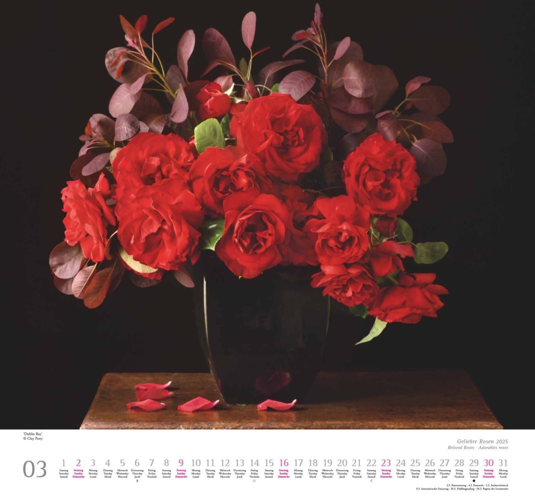 Bild: 4250809653082 | DUMONT - Geliebte Rosen 2025 Wandkalender, 30x30cm, Kalender mit...