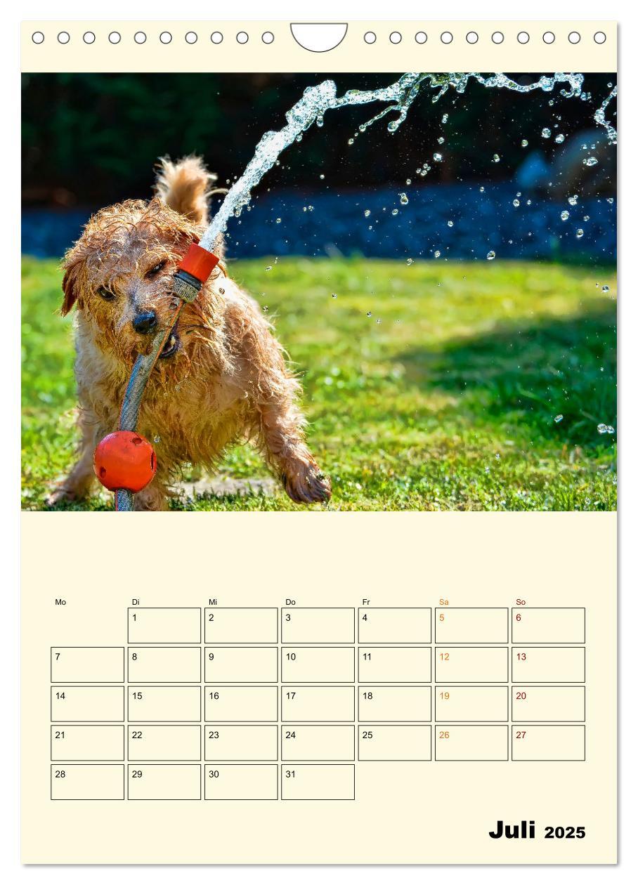 Bild: 9783435904563 | Lustig verrückt - der Tierkalender (Wandkalender 2025 DIN A4 hoch),...