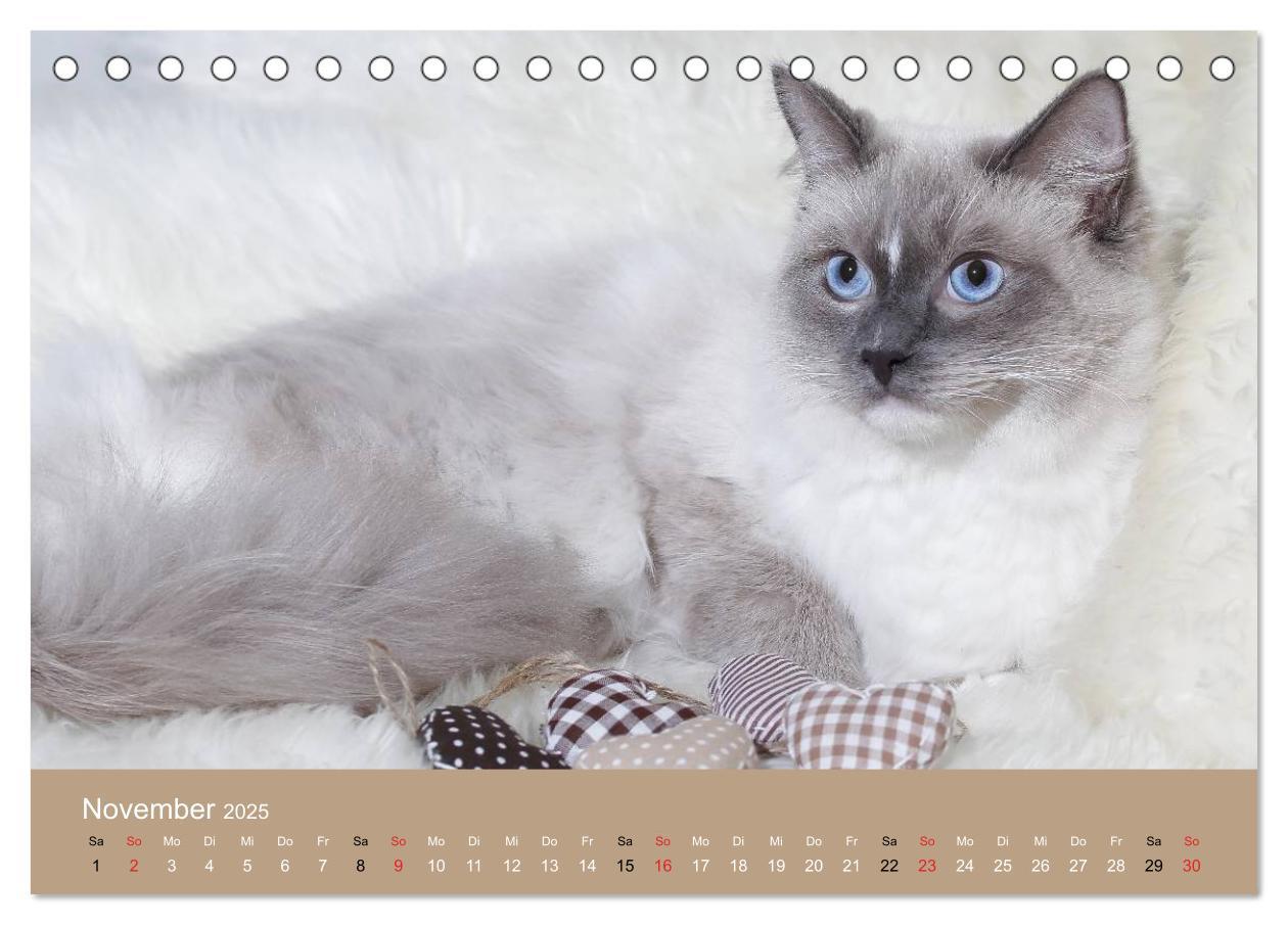 Bild: 9783435490943 | Verliebt in Ragdolls ... die sanfte Katzenrasse (Tischkalender 2025...